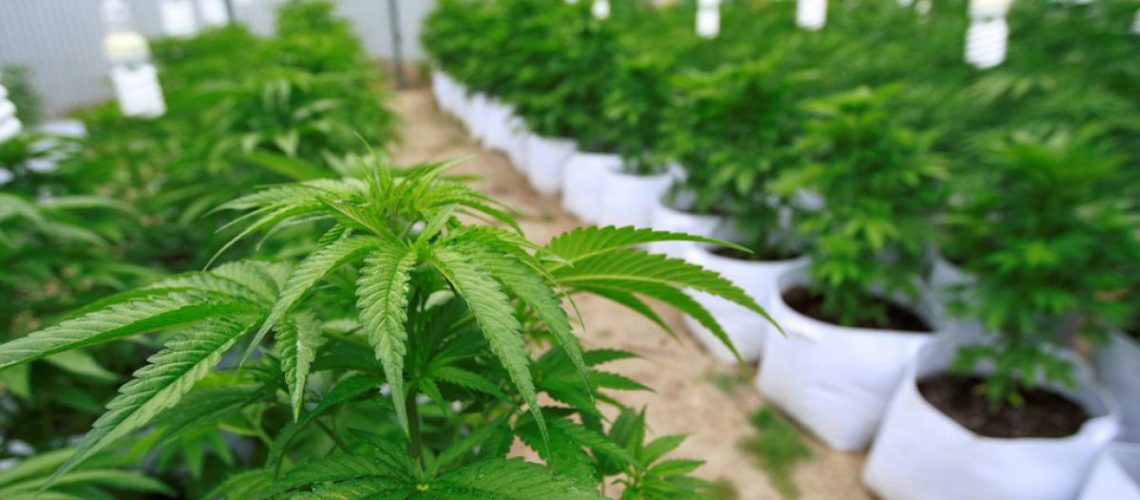 marihuana